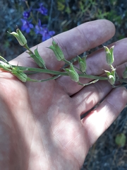 Delphinium hesperium