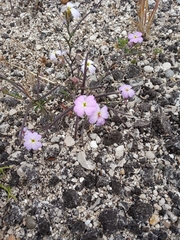 Malcolmia maritima