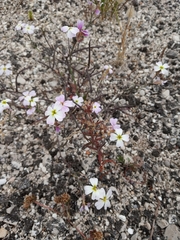 Malcolmia maritima