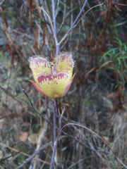 Calochortus weedii intermedius