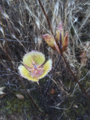 Calochortus weedii intermedius