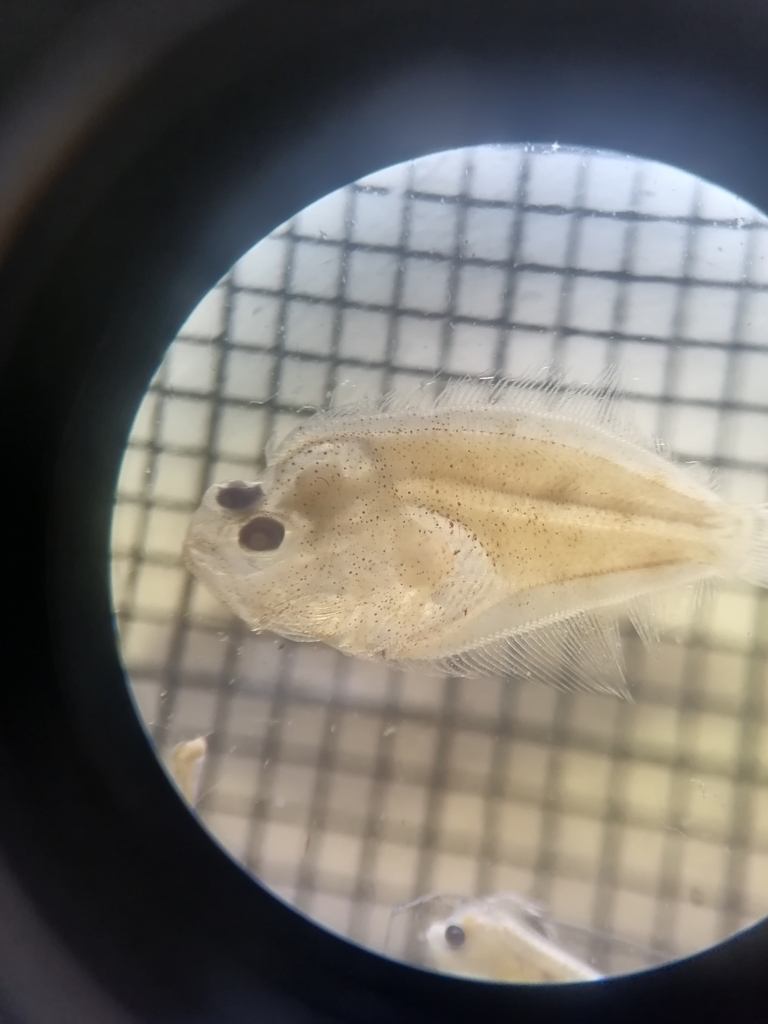 Small-eyed Flounder