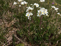 Androsace chamaejasme