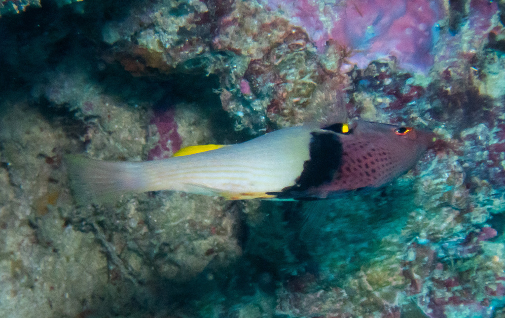 Black-belt Hogfish