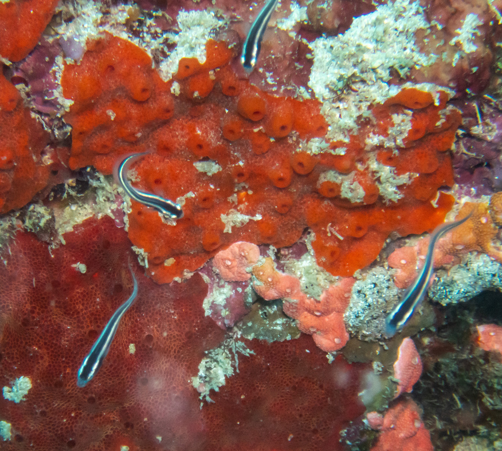 Convict Blenny