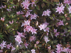 Rhododendron rubropilosum