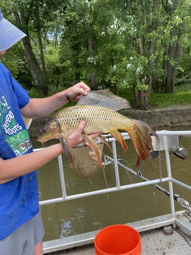 Common × Amur Carp