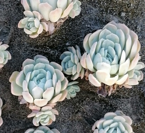 Imagem de Rosa-de-pedra