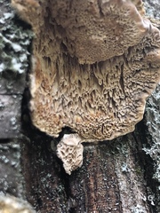 Porodaedalea
