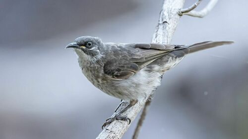 White-lined Honeyeater (Meliphaga albilineata), photo 2