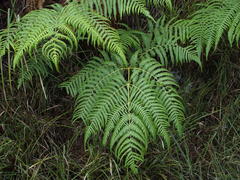 Pteridium revolutum