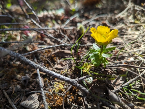 Image of Ranunculus eschscholtzii by (c) Caleb Catto, some rights reserved (CC BY)