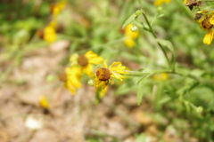 Helenium autumnale