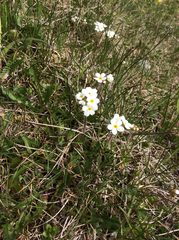 Androsace chamaejasme