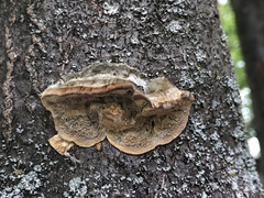 Porodaedalea