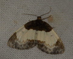 Mesoleuca albicillata