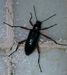 Strongylium erythrocephalum