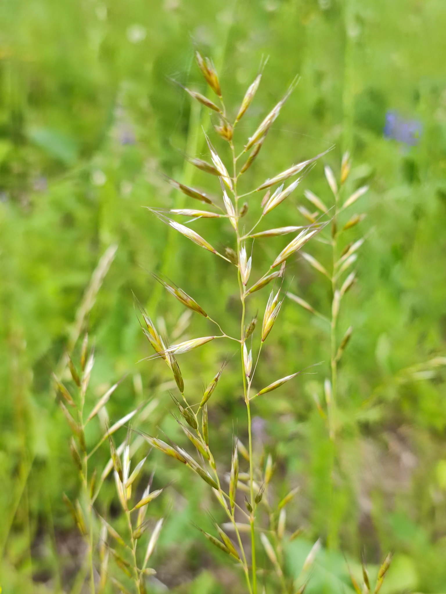 Avenula hookeri