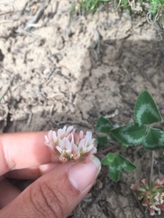 Trifolium gymnocarpon