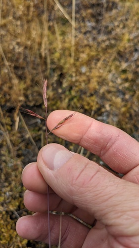 Festuca microstachys, photograph 6