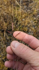 Festuca microstachys, photograph Shaan Aroeste, CC BY, iNaturalist via GBIF