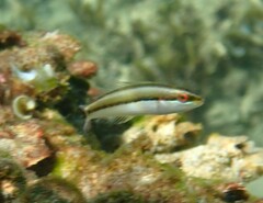 Stethojulis interrupta