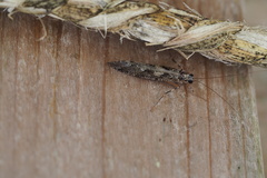 Stenopsyche marmorata