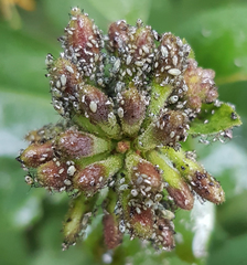 Hyadaphis passerinii