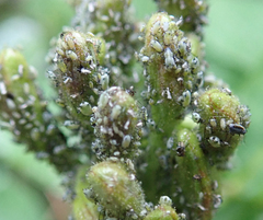 Hyadaphis passerinii