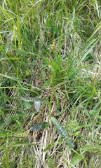 Dactylorhiza maculata