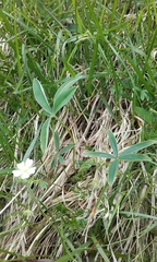 Potentilla alba