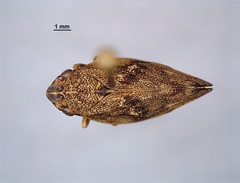 Aphrophora cribrata