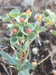 Euphorbia macroclada