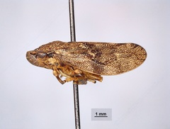 Aphrophora cribrata