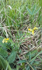Genista germanica