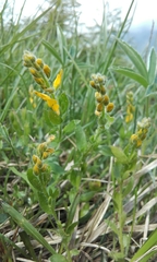 Genista germanica