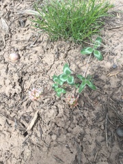 Trifolium gymnocarpon