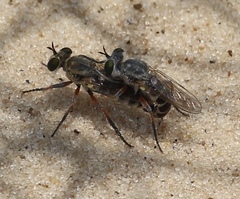 Laphystia