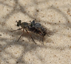 Laphystia