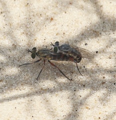 Laphystia