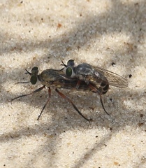 Laphystia