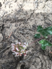 Trifolium gymnocarpon