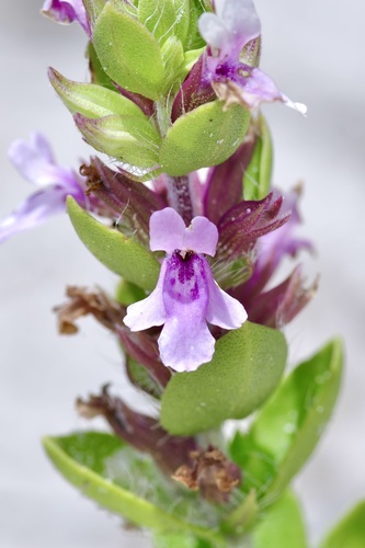 Image of Rhododon angulatus by (c) Michelle W. （鍾偉瑋）, some rights reserved (CC BY)