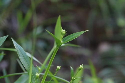 Image of Hedyotis acutangula by no rights reserved