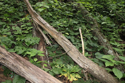 Foto de Áster-do-bosque