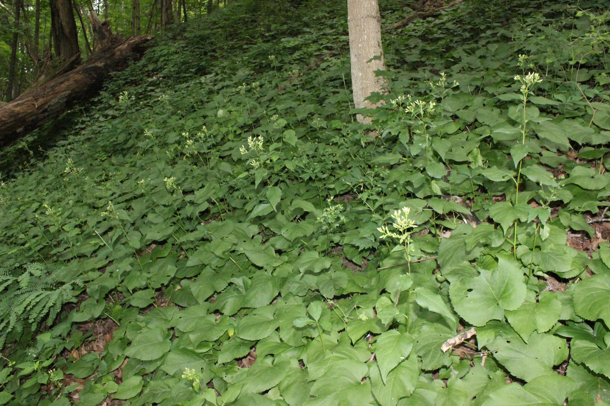Imagem de Áster-do-bosque