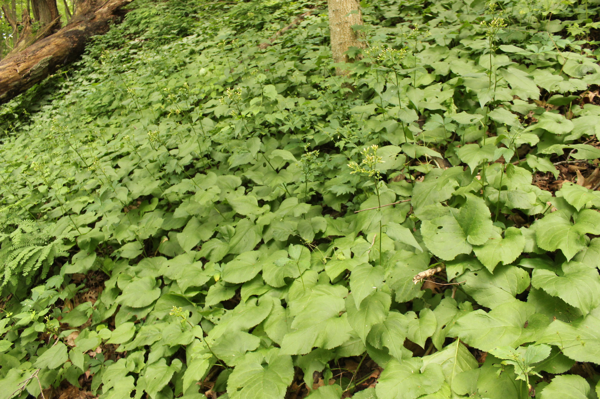 Imagem de Áster-do-bosque