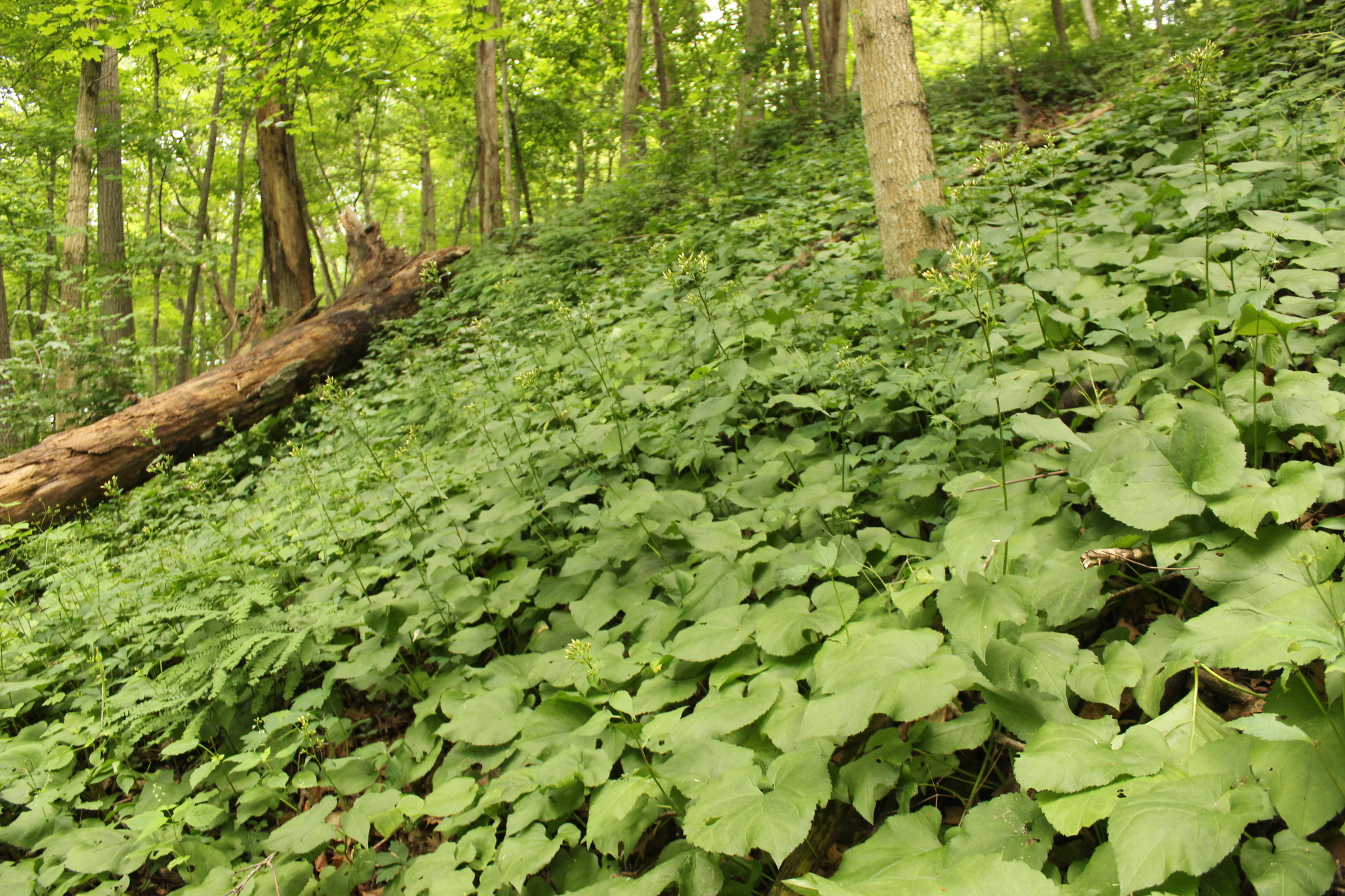 Imagem de Áster-do-bosque