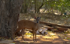 Cephalophorus natalensis