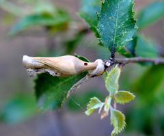 Heteroecus dasydactyli